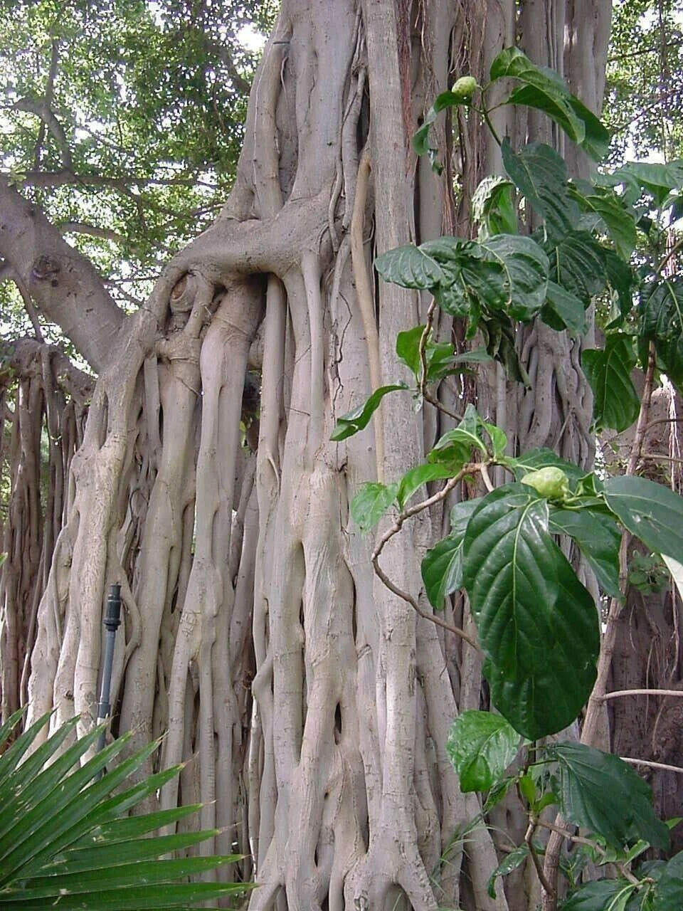 Ficus Benghalensis Tree Seeds | Ornamental Banyan Fig | Tropical Plant | Decorative Indoor Gardening