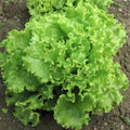 Loose Leaf Lettuce Seeds - Green Salad Bowl, Heirloom Variety - 600 to 8,000 Seeds (AAS Improved)