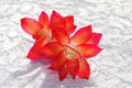 Christmas Cactus Starter Plant - Roxanne Variety - Schlumbergera Truncata - Well Rooted Healthy Plant
