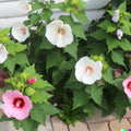 Rose Mallow Seeds - 500+ Bulk Mixed Colors - Lavatera trimestris Flower Seeds for Garden Planting