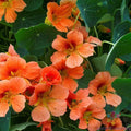 Vesuvius Nasturtium Seeds - 50+ Pack - Edible Flower Garden Seeds - Tropaeolum majus