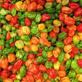 Aji Dulce Pepper Seeds | Heirloom Non-GMO | Sweet Pepper Variety | Capsicum chinense | Seed Store