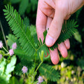 Sensitive Plant Seeds - Dwarf Mimosa Pudica Tropical Houseplant - Unique Flowering Tree Seeds for Indoor Gardening