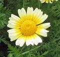 Garland Daisy Seeds 500+ Count, Bright Yellow Flowers, Newly Harvested, Osteospermum ecklonis