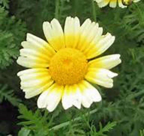 Garland Daisy Seeds 500+ Count, Bright Yellow Flowers, Newly Harvested, Osteospermum ecklonis