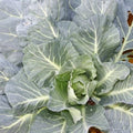 Morris Collard Seeds - 2,000 Non-GMO Heirloom Seeds - Brassica oleracea - Free Shipping