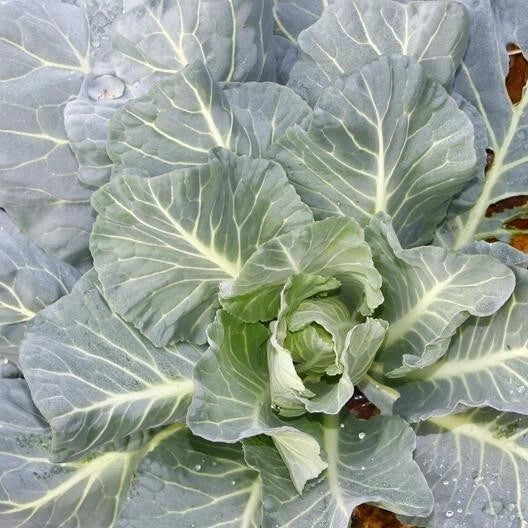 Morris Collard Seeds - 2,000 Non-GMO Heirloom Seeds - Brassica oleracea - Free Shipping