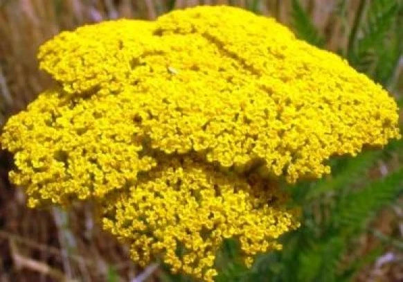Gold Yarrow Seeds - 100 Fresh Seeds - Achillea millefolium - Free Shipping