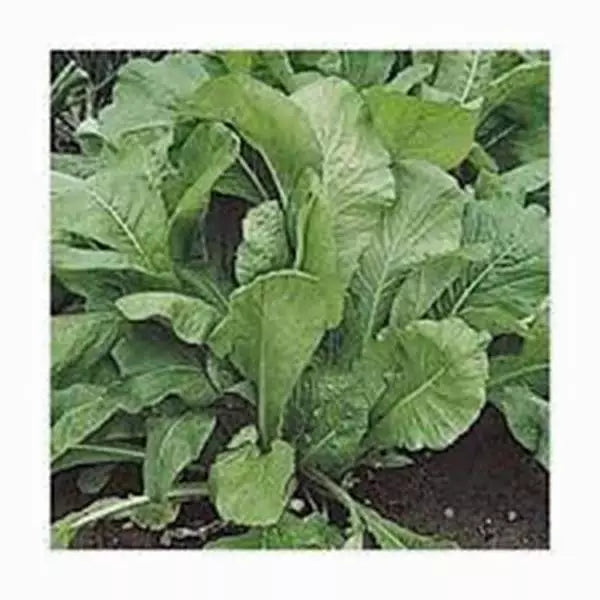 Mustard Greens Seeds, 500 Count, Florida Broadleaf, Heirloom, Non-GMO, Brassica juncea
