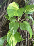 Large Bare Root Cutting - Climbing Pothos Plant 12"-15" - Epipremnum aureum - Multiple Leaves