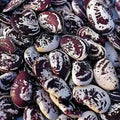 Lima Bean Seeds - Christmas Speckled Pole Variety - Organic, Heirloom, Non-GMO - Phaseolus lunatus