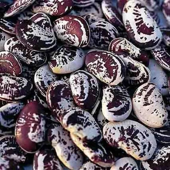 Lima Bean Seeds - Christmas Speckled Pole Variety - Organic, Heirloom, Non-GMO - Phaseolus lunatus