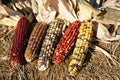 Ornamental Corn Seed - Wampum Variety - Fresh Seeds - Zea mays 'Wampum'