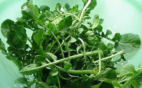 Cress Seeds 1000+ Upland Cress, Garden Cress, American Cress, Creasy Green, Lepidium sativum (USA)