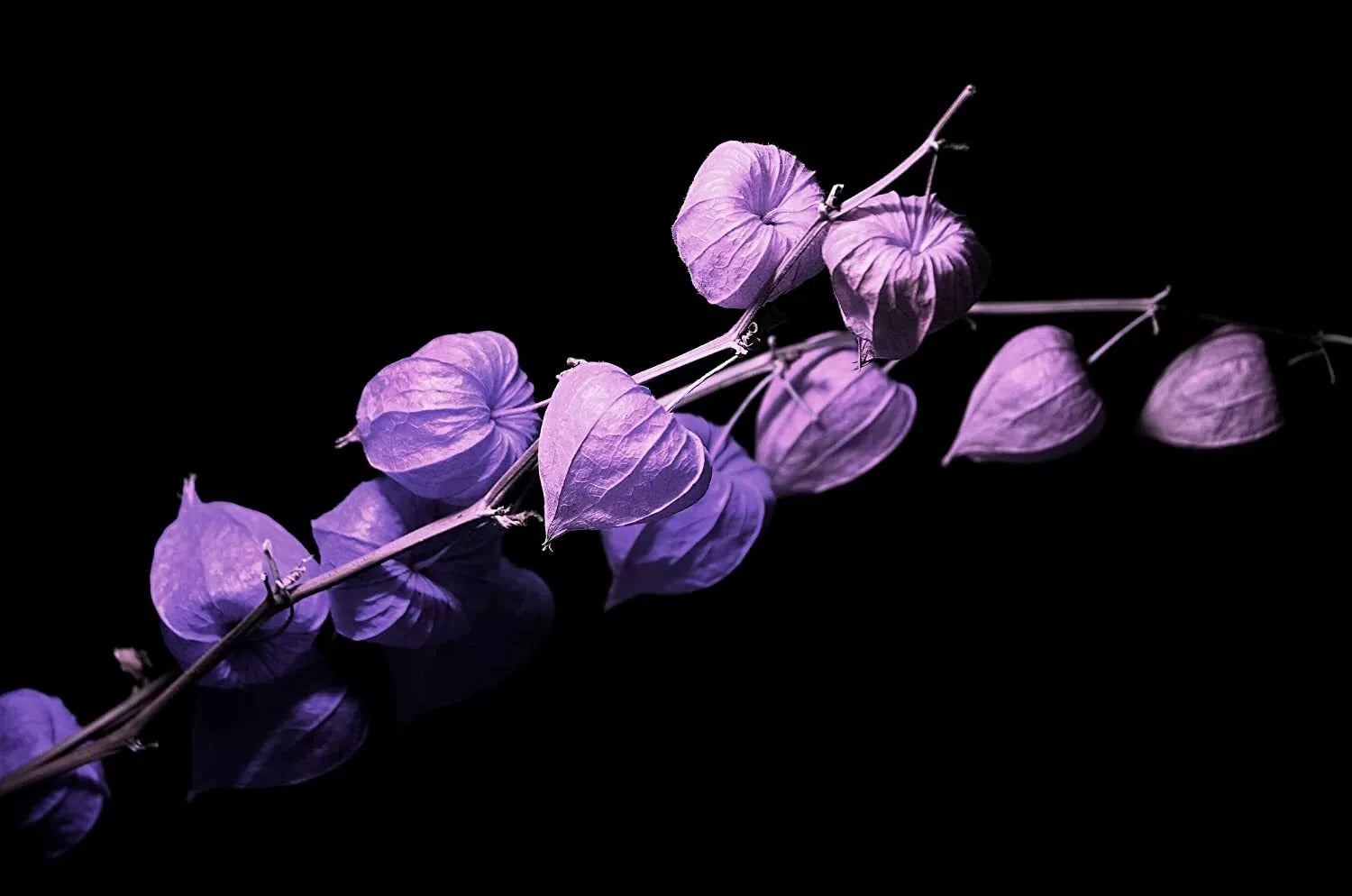 Purple Chinese Lantern Seeds - 100 Pack - Physalis alkekengi - Vibrant Lantern-Like Blooms for Gardening