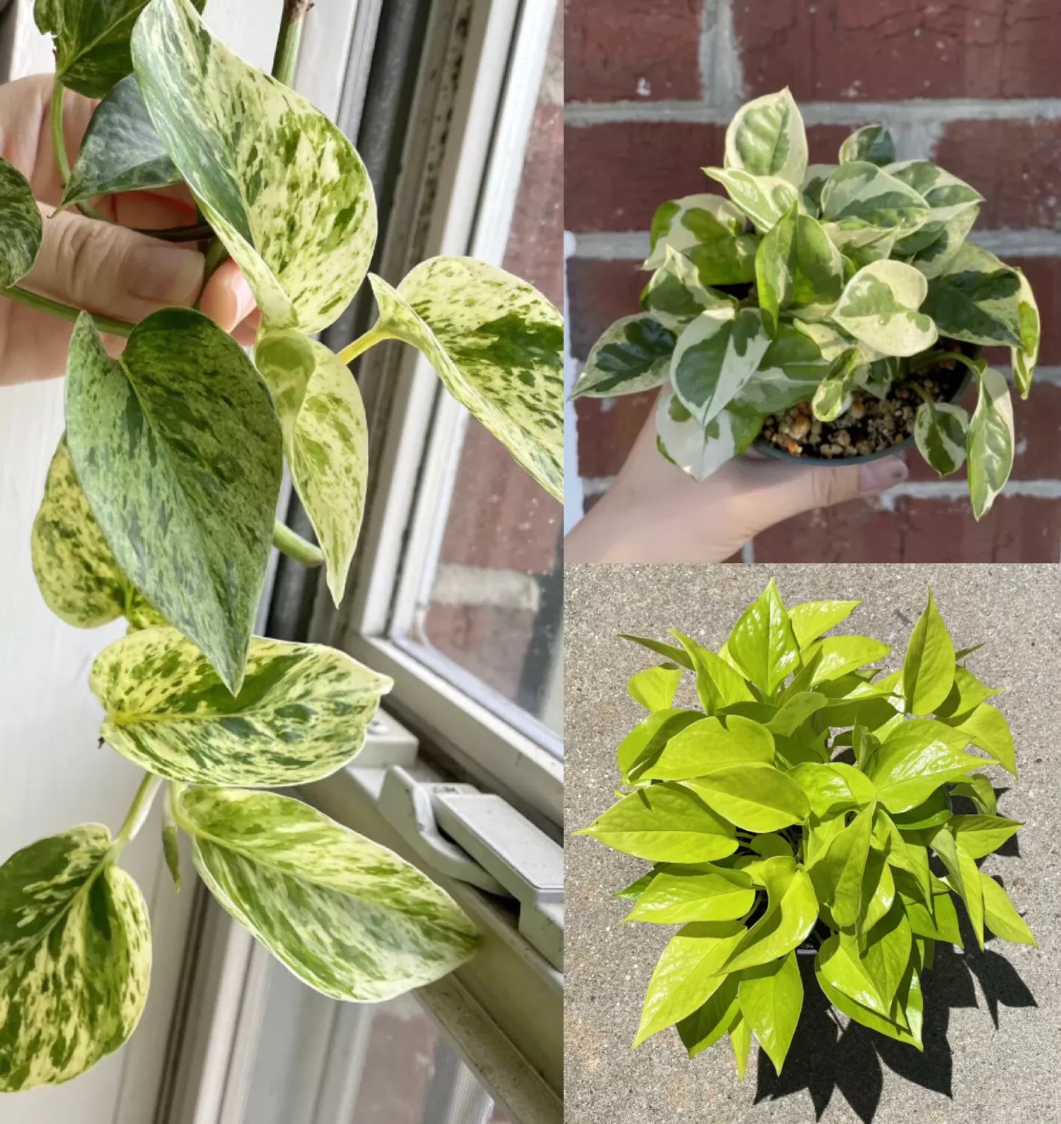 Pothos Ivy Cuttings Combo 6 - 2 Marble Queen, 2 Lemon Neon, 2 N'Joy - Epipremnum aureum Indoor Plant