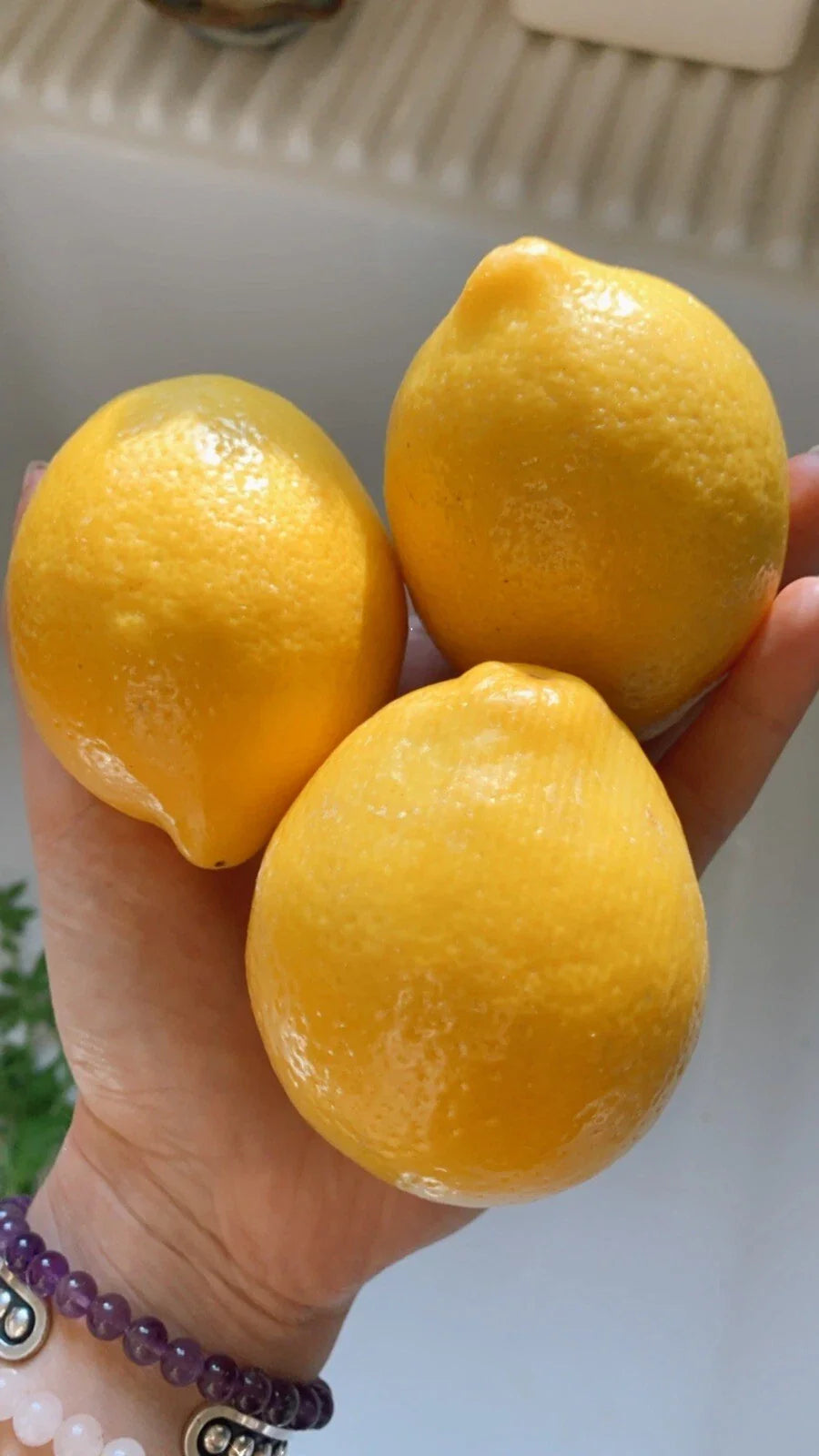 Meyer Lemon Seeds - Organic Non-GMO Pesticide-Free Citrus - 5 Pack - Citrus limon