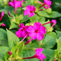 Pink Four O'Clock Seeds - Solid Marvel Variety - Mirabilis Jalapa - Perfect for 2025 Planting