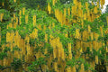 Golden Chain Tree Seeds 50 Count, Laburnum anagyroides, Yellow Flowering Ornamental Tree
