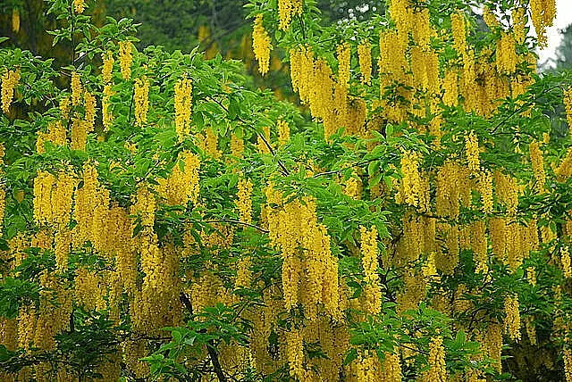 Golden Chain Tree Seeds 50 Count, Laburnum anagyroides, Yellow Flowering Ornamental Tree