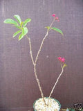 Jatropha Plant - Rare Drought Tolerant Succulent Cactus - Jatropha integerrima - Ornamental Cacti for Gardens