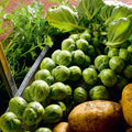 Brussels Sprouts Seeds - 500+ Count - Nelson F1 Variety - Brassica oleracea - Non-GMO, USA Grown