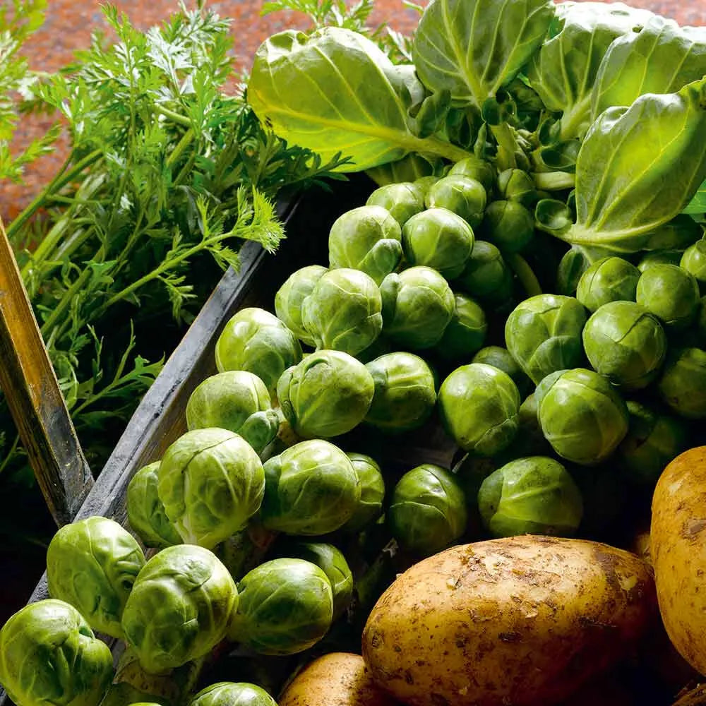 Brussels Sprouts Seeds - 500+ Count - Nelson F1 Variety - Brassica oleracea - Non-GMO, USA Grown