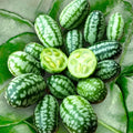Cucamelon Seeds - Mouse Melon, Mexican Sour Gherkin - Perfect for 2025 Planting
