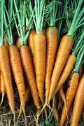 Danvers 126 Carrot Seeds - 200 Count Packet - Tender Sweet Variety - Daucus carota