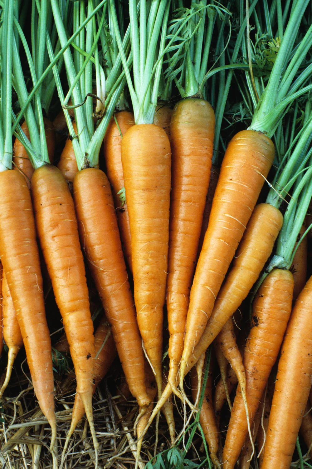 Danvers 126 Carrot Seeds - 200 Count Packet - Tender Sweet Variety - Daucus carota