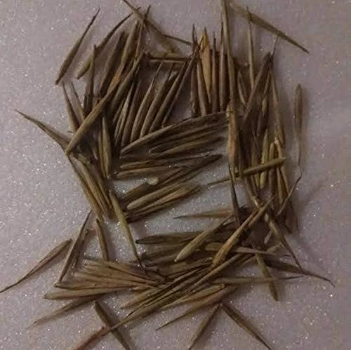 Rare Black Bamboo Seeds - 100+ Count - Exotic Fast Growing - Ideal for Planting - Phyllostachys nigra