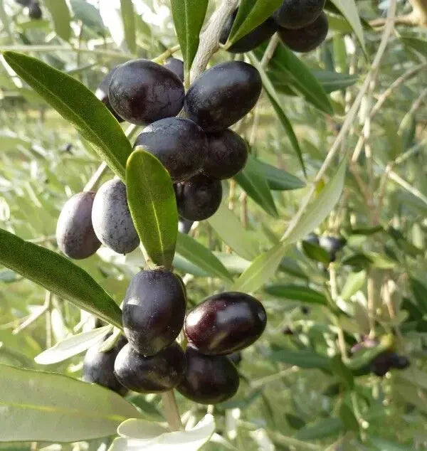 Leccino Olive Seeds - 10+ Seeds for Garden Planting - Olea europaea - Fast Shipping USA
