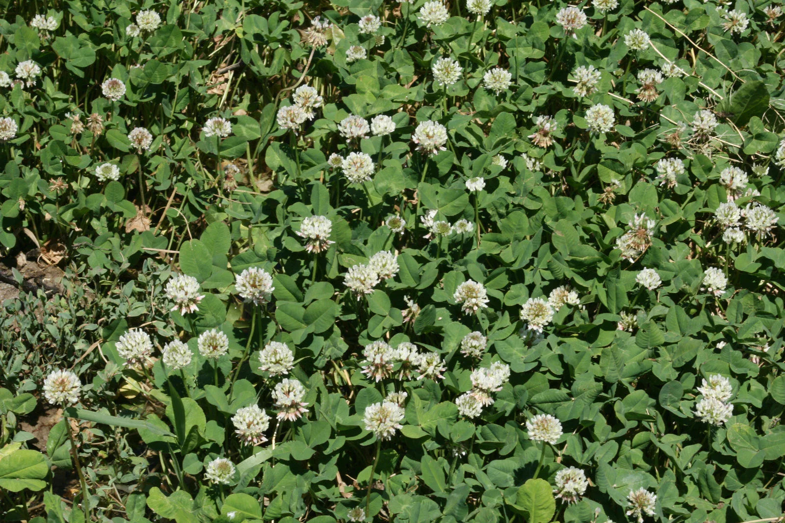 White Dutch Clover Seed - Cover Crop - Perennial Legume - Low Growing - Trifolium repens - 1000 Seeds/Pack
