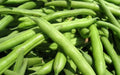 Green Bean Seeds - Mountain 1/2 Runner Variety - Fresh Heirloom Seeds (Phaseolus vulgaris)