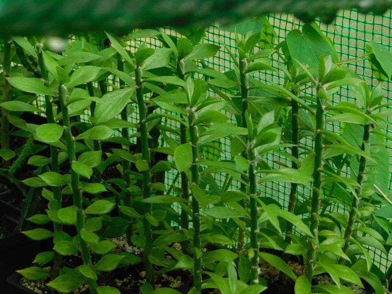 Pereskiopsis spathulata Grafting Stock Cactus Cuttings - 5 Pack, 6" - Ideal for Grafting and Propagation