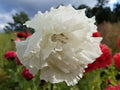 Poppy Seeds - 500 Organic Snowball White Flowers Breadseed Pods (Papaver somniferum) - USA Grown