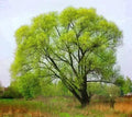 Black Willow Cuttings 2ft Tall - Easy to Root, Privacy Plant, Salix nigra