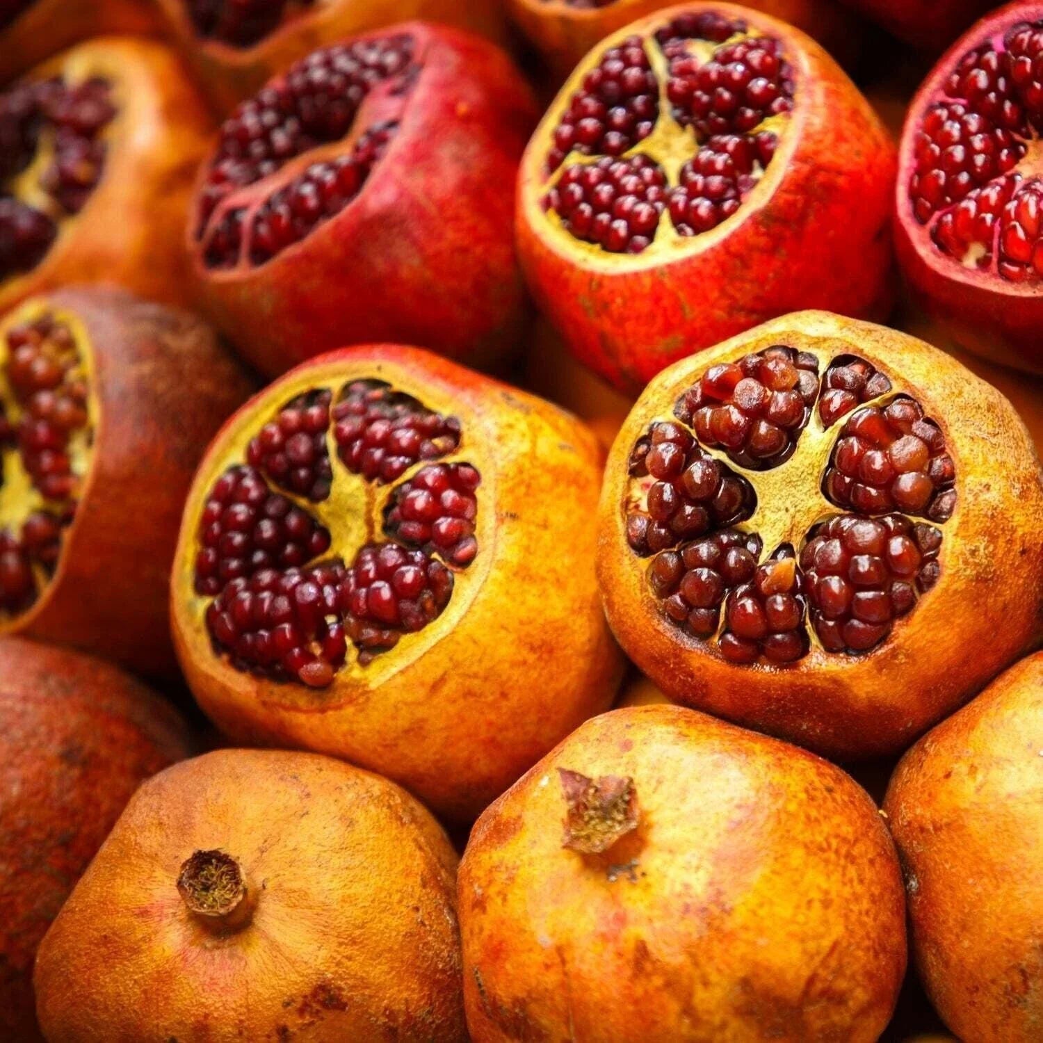 Sirenevyi Pomegranate Live Plant - 3-Inch Pot - Punica granatum - Fresh Pomegranate Variety for Home Gardens