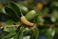 Fresh Acorns 20 Pack, Canyon Live Oak Tree, Quercus chrysolepis, Native California Acorns for Planting