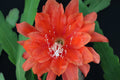 Epiphyllum Cuttings, "All That Jazz," Orchid Cactus, Don's Cuttings, Rare Succulent Variety