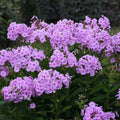 Uptown Girl Phlox Seeds - 100+ Count - Garden Planting - Phlox paniculata - USA