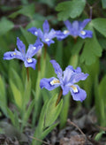 Crested Dwarf Iris Plants Bareroot - 10 Organic Cristatas for Forest Garden - Native Wildflower (Iris cristata)