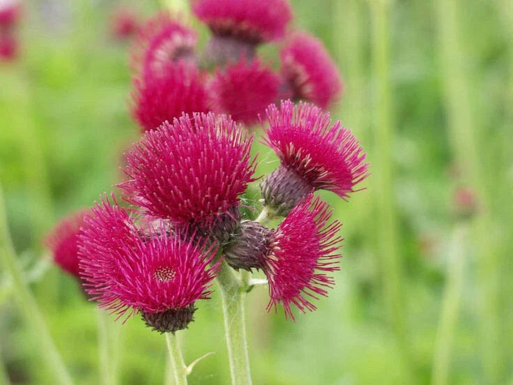 Plume Thistle 200 Seeds - Native Wildflower - Cirsium vulgare - USA - Free Shipping