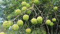 10 Hedge Apple Seeds - Osage Orange, Horse Apple, Monkey Ball - Maclura pomifera Tree Seeds