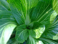 Feng Qing Choi Seeds - Chinese Green Variety - Heat Tolerant Brassica rapa