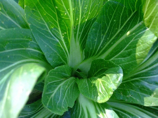 Feng Qing Choi Seeds - Chinese Green Variety - Heat Tolerant Brassica rapa