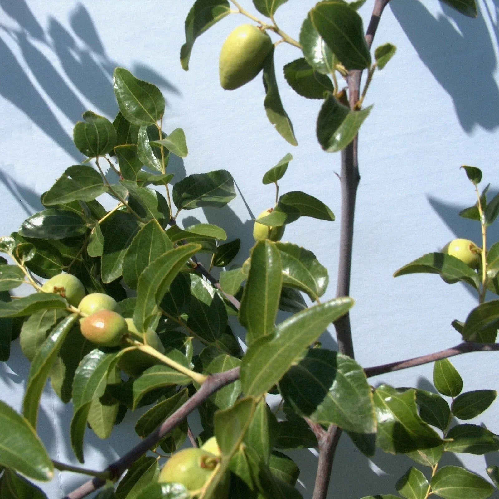 Tigertooth Jujube Tree Cutting 8" Thin Graft Scion Wood Bud (Ziziphus jujuba)