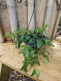 Lipstick Plant 6" Hanging Basket Black Pagoda Aeschynanthus longicaulis, Non-Hoya, Indoor Houseplant, Easy Care