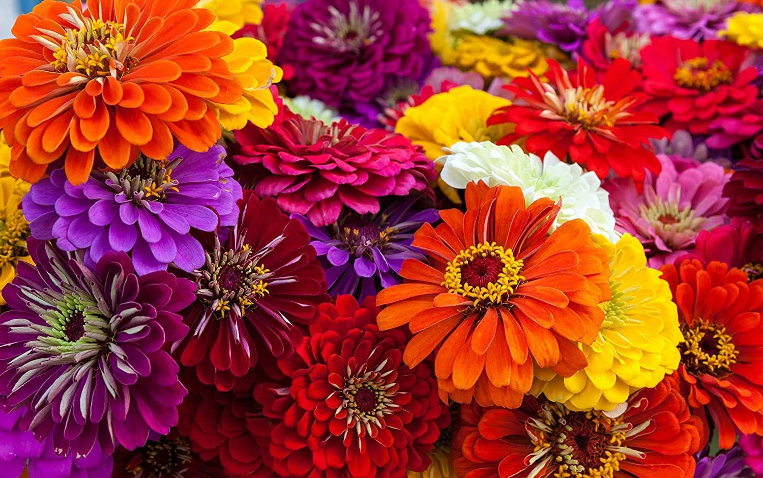 Giant California Zinnia Seeds - 250 Count - Colorful Garden Flowers - Zinnia elegans