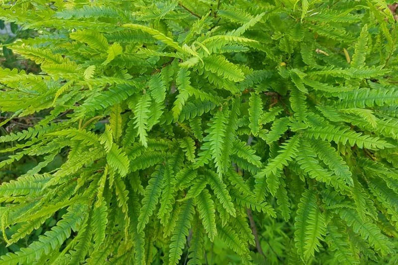 Sweet Fern Bare Root Plant 18+ Inches, Comptonia peregrina, Live Shrub, Fragrant Leaves, Zones 2-6